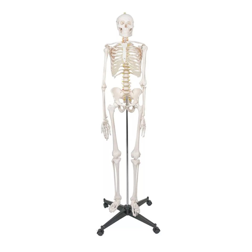 Esqueleto Humano 1.8 M Anatomía